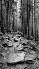 Forest trail _ black and white image