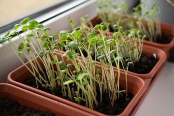 Young plant sprouts in small pots on the window