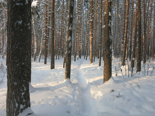 Winter park, snow, pine trees.