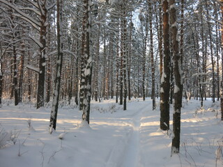Winter park, snow, pine trees.