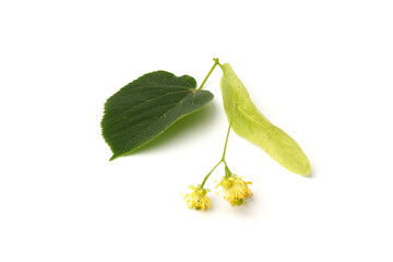 Fresh flowers and leaf of linden isolated on white background