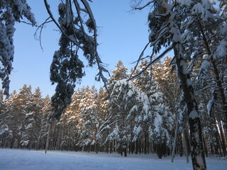 Winter park, snow, pine trees.