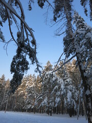 Winter park, snow, pine trees.