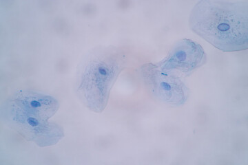 Characteristics of Squamous epithelial cell (Cell structure) of human under microscope view for...