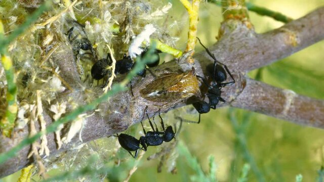 Weaver Ant (Polyrhachis simplex) milking honey dew from cicadas they raise