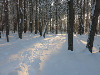 Winter park, snow, pine trees.