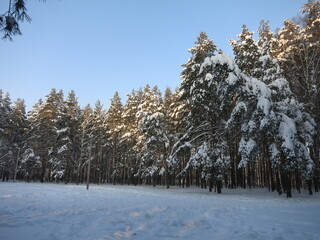 Winter park, snow, pine trees.