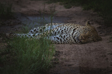 Obraz premium A big male leopard laying in the road while the eyes lock with the camera, Greater Kruger. 