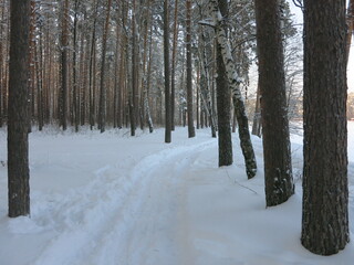 Winter park, snow, pine trees.