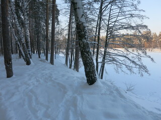 Winter park, snow, pine trees.
