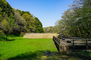 Fototapeta na wymiar 春の公園　爽やかなアシ原湿原の散策路　「神奈川県立四季の森公園」