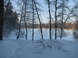 Winter park, snow, pine trees.