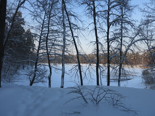 Winter park, snow, pine trees.