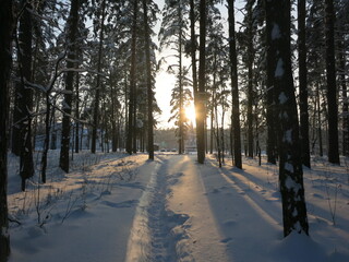 Winter park, snow, pine trees.