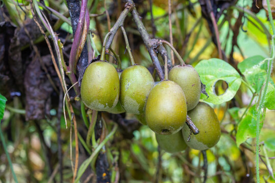 Unripe kiwi fruit on the tree