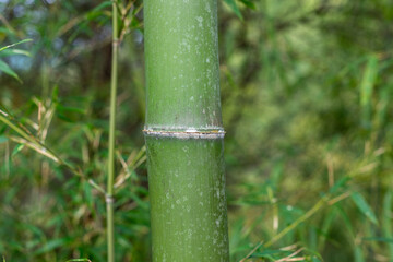 Fototapeta na wymiar Close-up of bamboo trunk
