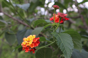 red and yellow flowers