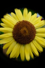 Close-up of lemon sunflower in home garden.