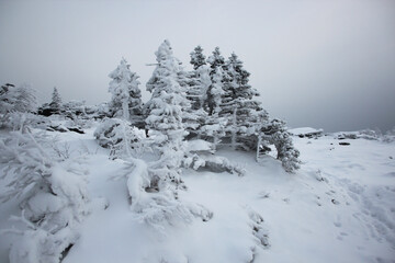 frozen trees in the mountains in winter