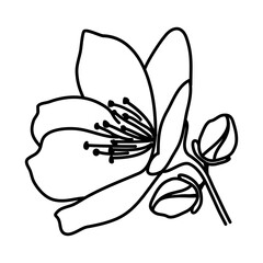 Jasmine Flower Floral Hand Drawn. Vector Design Illustration Sign.