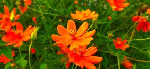 red and yellow flowers