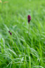 ミヤマワレモコウ