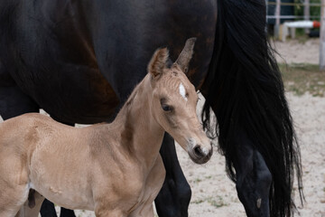 Young newly born yellow foal stands together with its brown mother