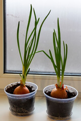 a garden of young onion on a window sill.Growing onions on the windowsill. Fresh green onions at home Indoor gardening growing spring onions in flower pot on window sill. Fresh sprouts of green onion