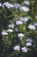 Small white flowers in a green meadow nature background