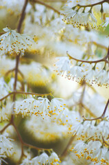 Branch of a tree with unusual flowers spring outdoors macro nature background