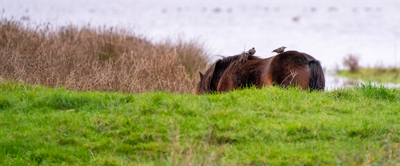 Panorama of two starlings on the back of a chestnut wild horse. Seen from the side. Part of horse, lake in background. Long cover or social media