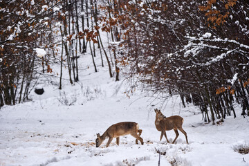 Roebuck in the snow
