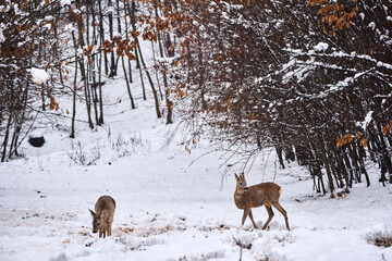 Roebuck in the snow