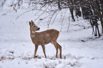 Roebuck in the snow