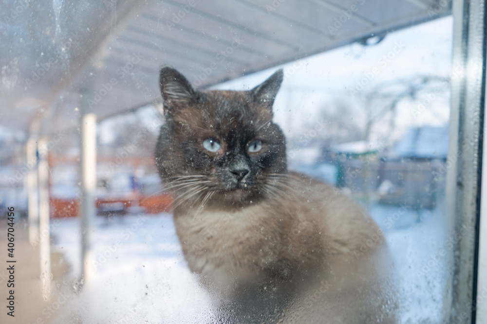 Poster frosty winter day. cat outdoor is looking through the window. .siamese cat. funny ears and eyes. bac