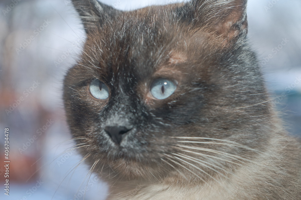 Poster Frosty winter day. Cat outdoor is looking through the window. .Siamese cat. Funny ears and eyes. Background pattern for design..