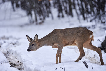 Roe deer in the snow