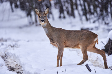 Roe deer in the snow