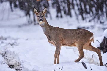 Türaufkleber Roe deer in the snow © Xalanx