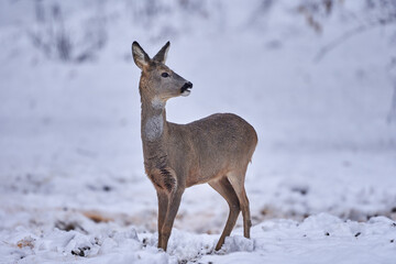 Roe deer in the snow
