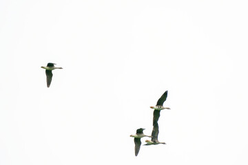 Four geese silhouetted against the sky. Migration of birds in winter