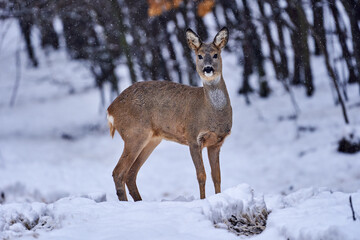 Roe deer in the snow