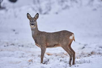 Roe deer in the snow