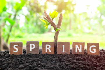 Dead plant branch with new leaves growing on soil with wooden blocks. Spring season new life, hope,...