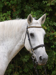 Grey Horse In Bridle