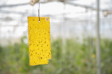 Yellow sticky card trap installed by farmer to control insects and pest in poly house or...