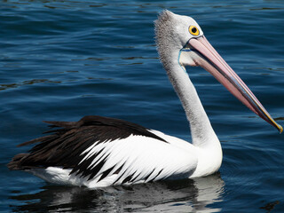 Beautiful pelican swimming on a lake in Foster NSW Australia