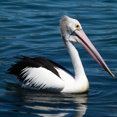 Beautiful pelican swimming on a lake in Foster NSW Australia