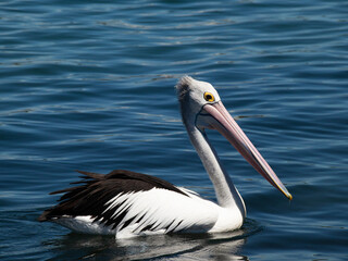 Fototapeta na wymiar Beautiful pelican swimming on a lake in Foster NSW Australia