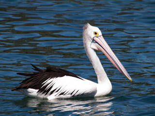 Beautiful pelican swimming on a lake in Foster NSW Australia